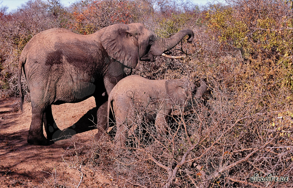 Majestuosa madre elefante y su bebé en busca de alimento en el arbusto sudafricano