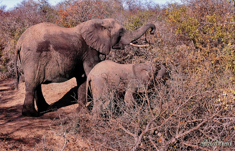 Majestueuse mère éléphant et son bébé à la recherche de nourriture dans le bush sud-africain