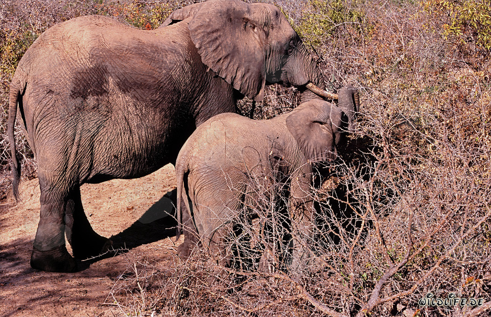 Madre e baby elefante cercano insieme cibo nella boscaglia secca