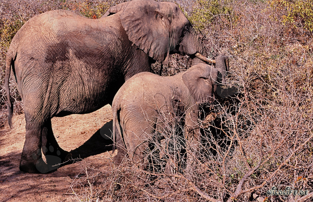 Madre y bebé elefante buscan comida juntos en la maleza seca