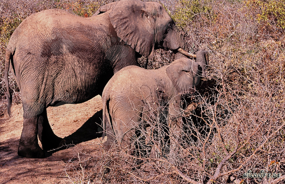 Mutter und Baby Elefant suchen gemeinsam nach Futter im trockenen Buschland