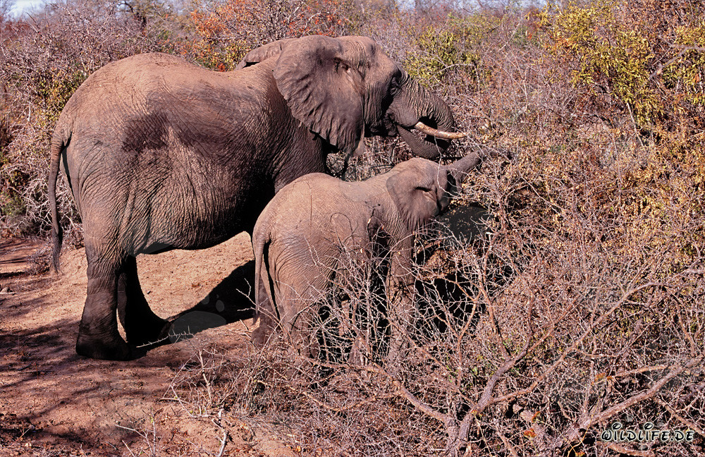 African Elephant and Baby searching for food in the bush