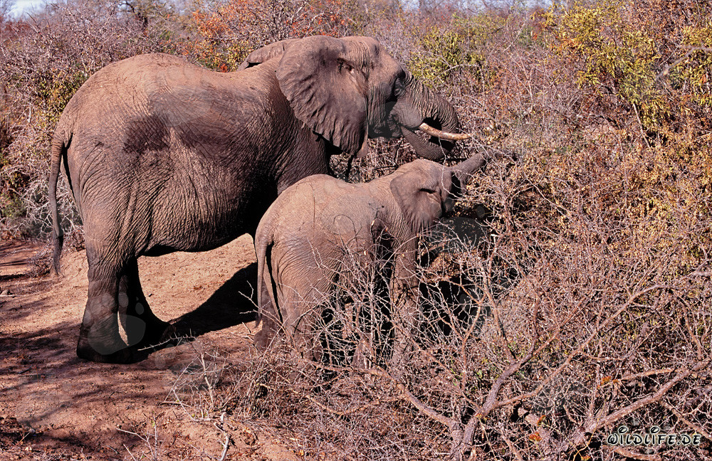 Afrikanischer Elefant und Baby auf Futtersuche im Busch