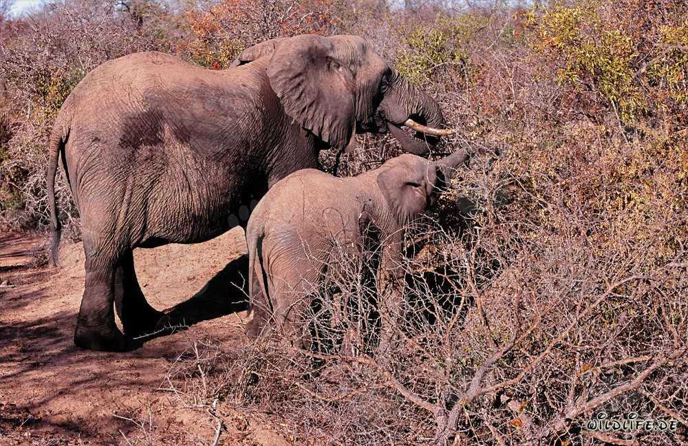 Elefante africano y su cría en busca de comida en el arbusto