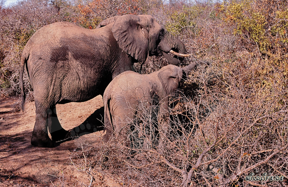 Elefante africano e il suo cucciolo alla ricerca di cibo nel cespuglio