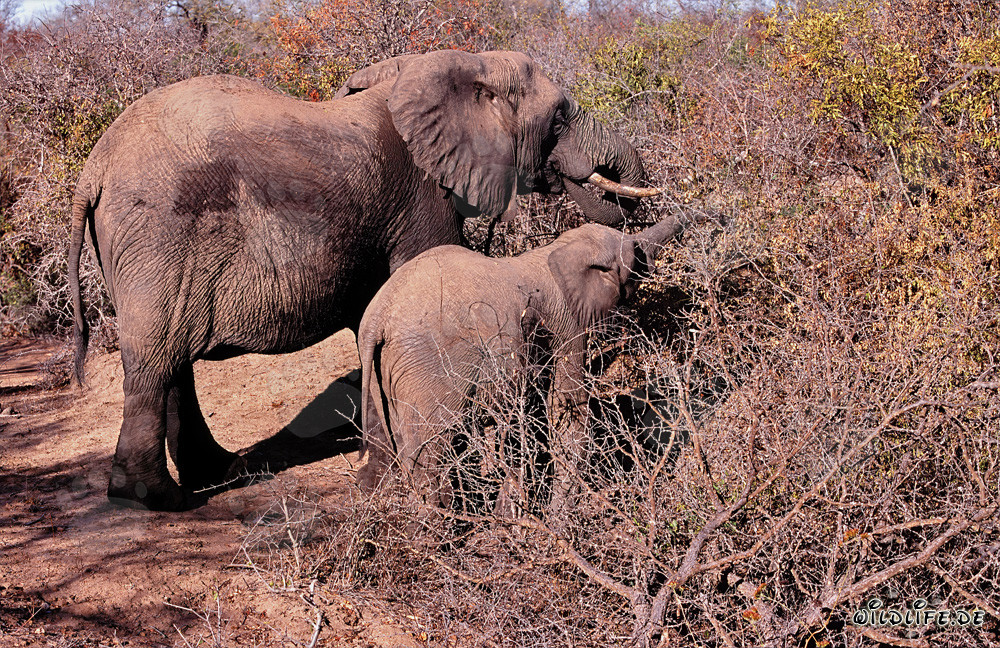 Éléphant d'Afrique et son bébé à la recherche de nourriture dans la brousse