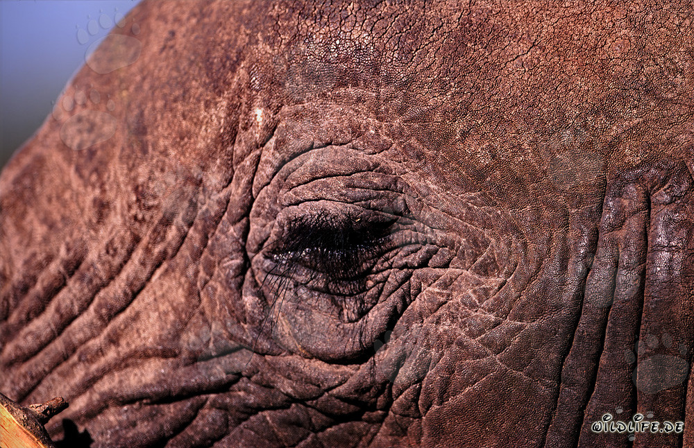 The powerful eye of the African Elephant