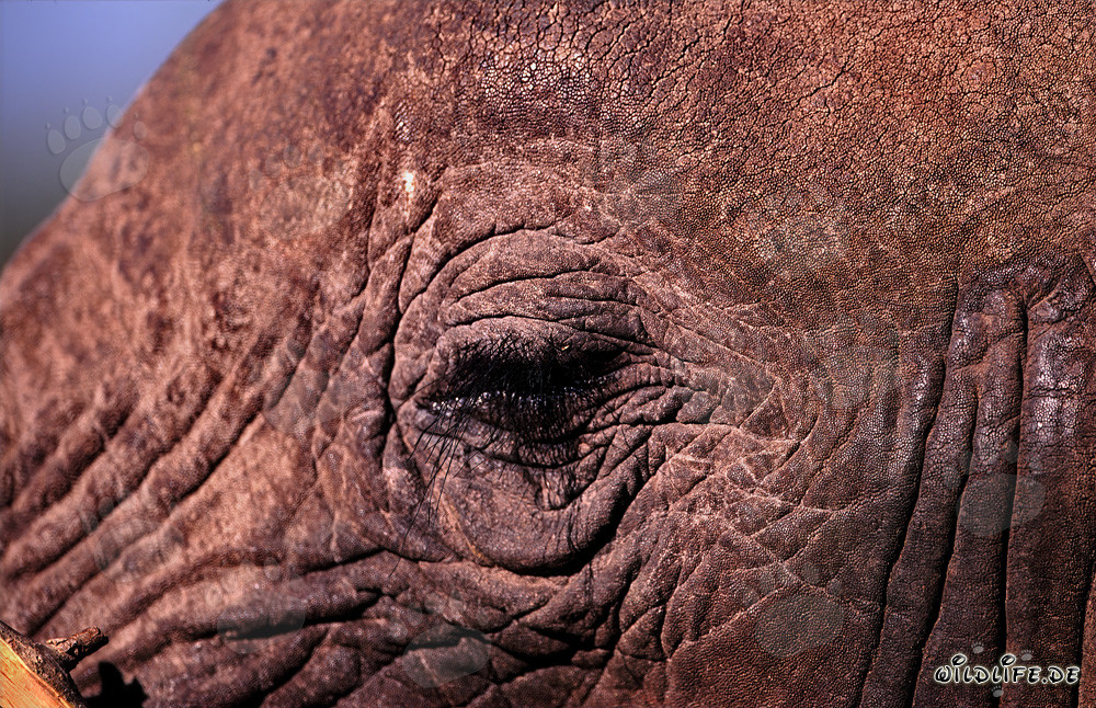 Das mächtige Auge des afrikanischen Elefanten