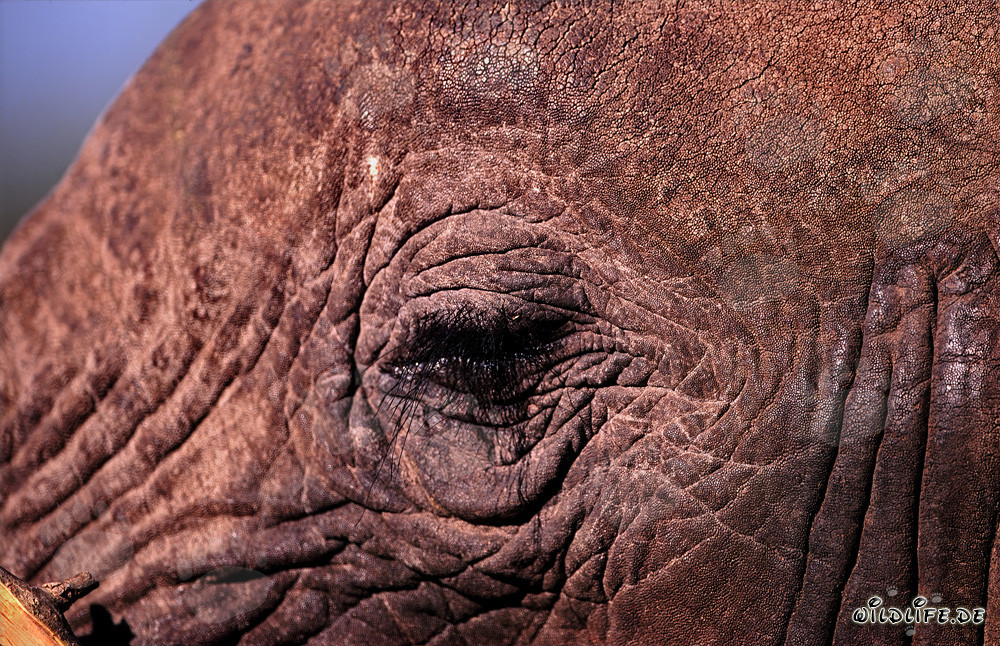 Il potente occhio dell'elefante africano