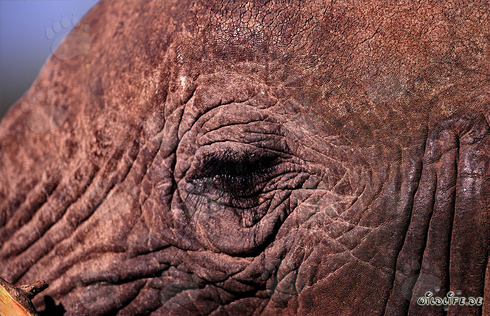 El poderoso ojo del elefante africano