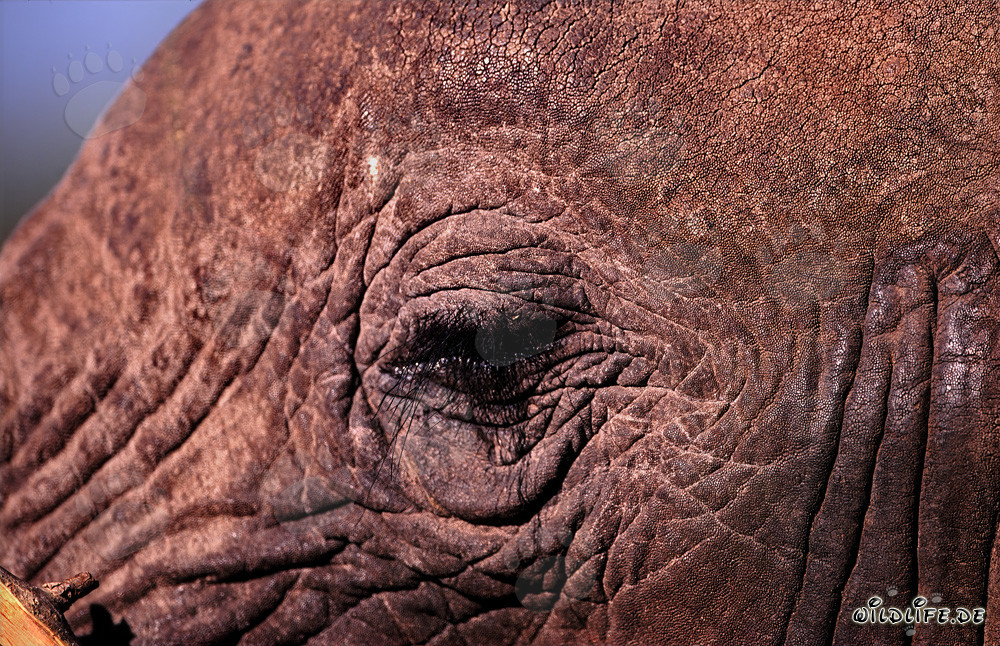 L'œil puissant de l'éléphant africain