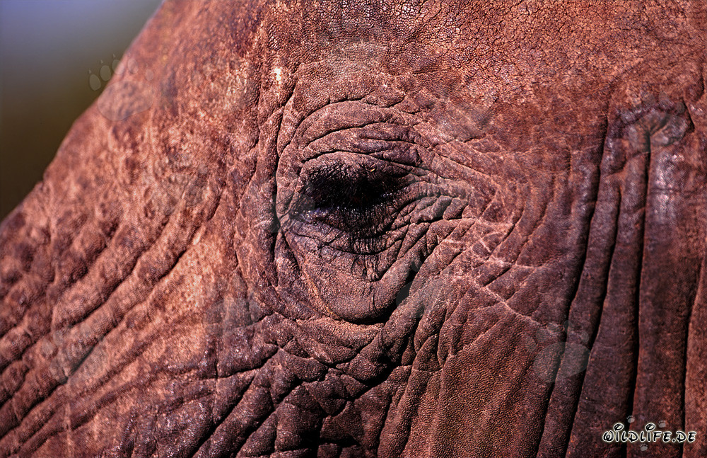 El fascinante ojo del elefante africano