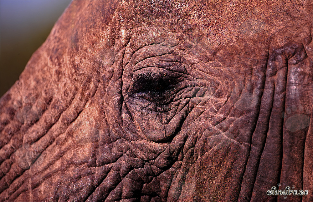 The Fascinating Eye of the African Elephant