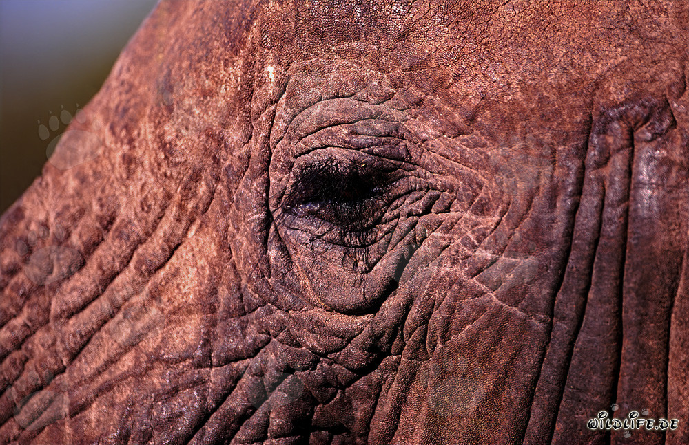 L'œil fascinant de l'éléphant d'Afrique