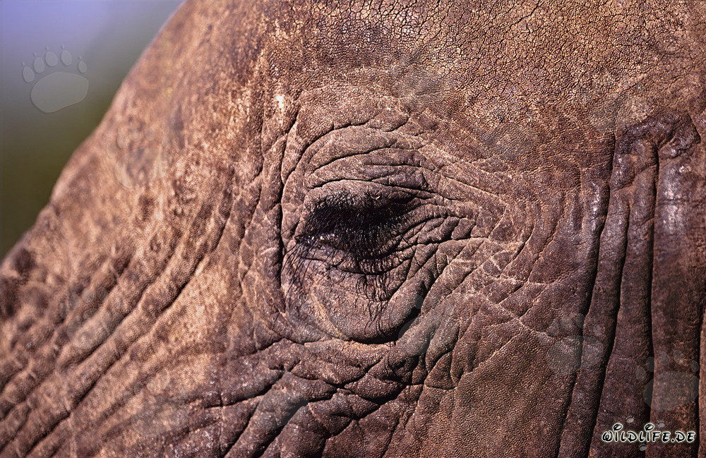 The impressive eye of the African Elephant
