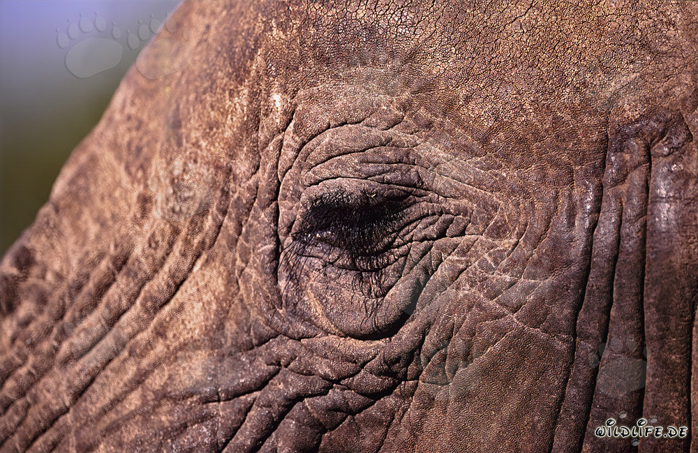 Das eindrucksvolle Auge des Afrikanischen Elefanten