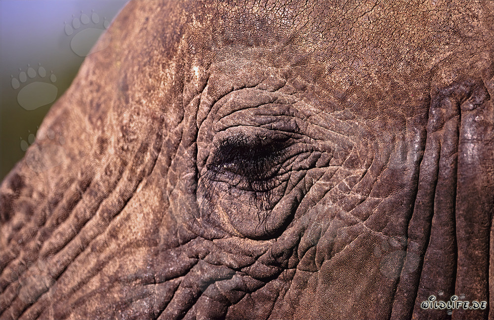 L'impressionante occhio dell'elefante africano