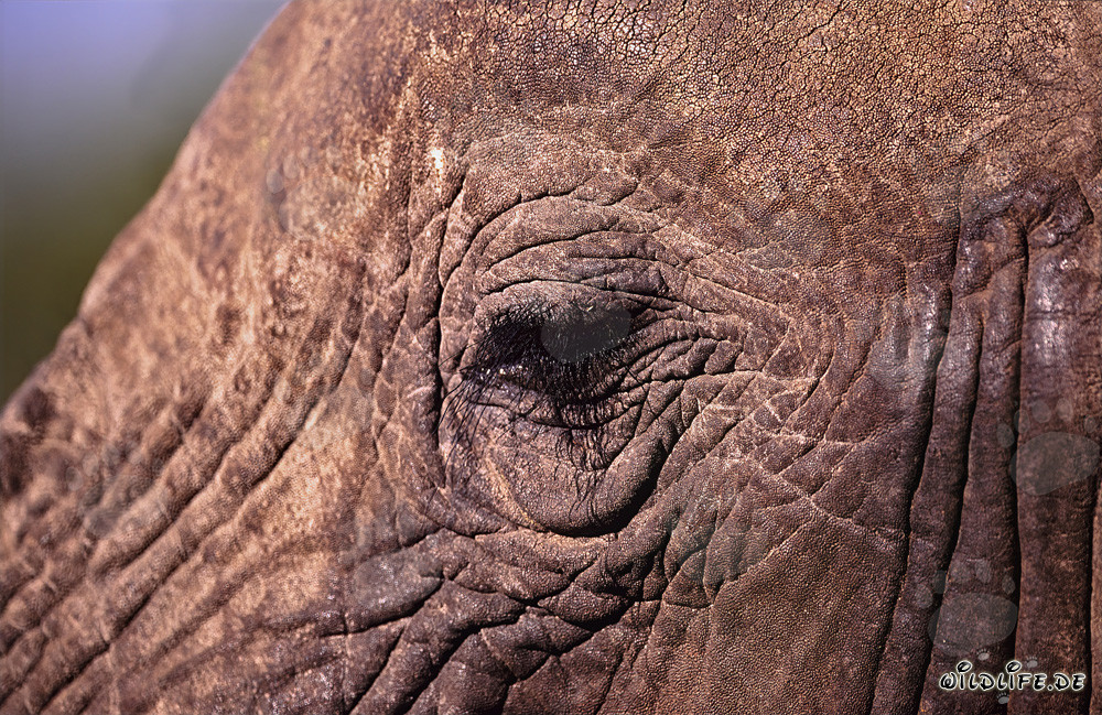 El impresionante ojo del elefante africano