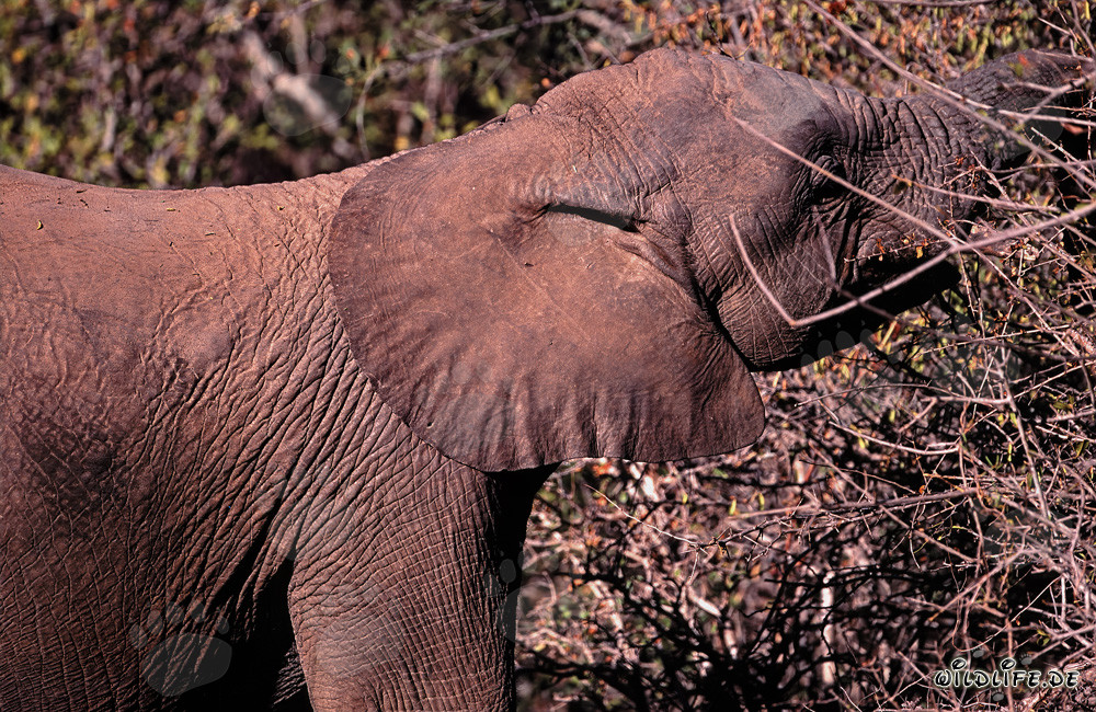 Majestic African Elephant enjoying leaves and branches in the wilderness