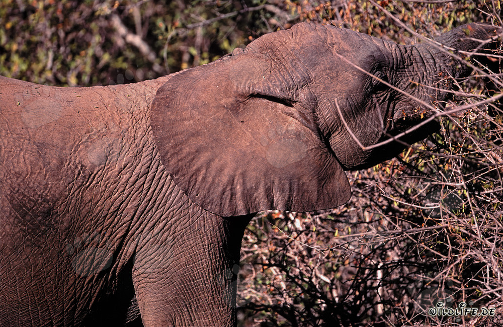 Majestätischer Afrikanischer Elefant beim Genuss von Blättern und Zweigen in der Wildnis