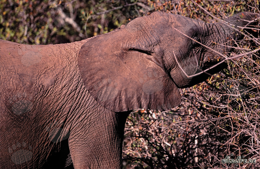 Elefante africano majestuoso disfrutando de hojas y ramas en la naturaleza salvaje