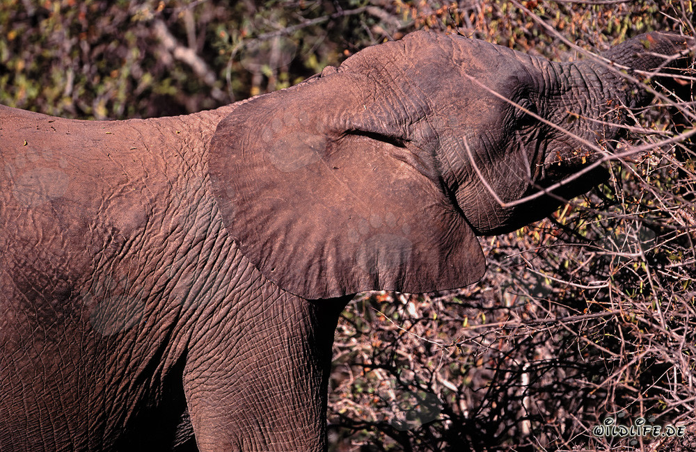 Maestoso elefante africano mentre si nutre di foglie e rami nella natura selvaggia