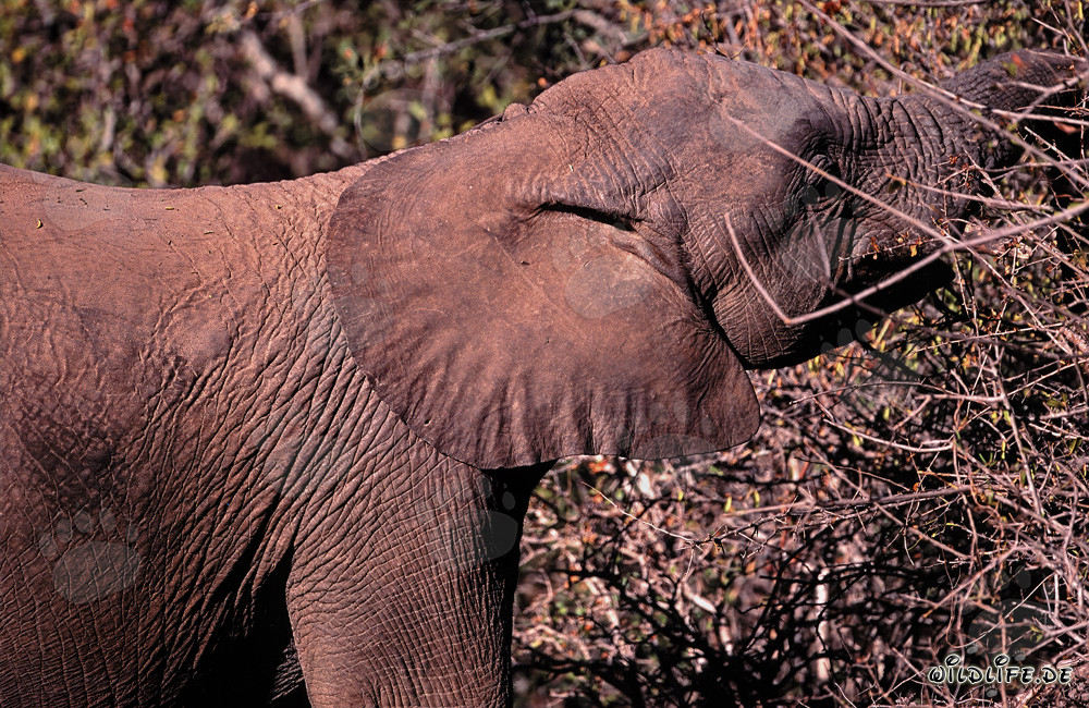 Éléphant africain majestueux se régalant de feuilles et de branches dans la nature sauvage