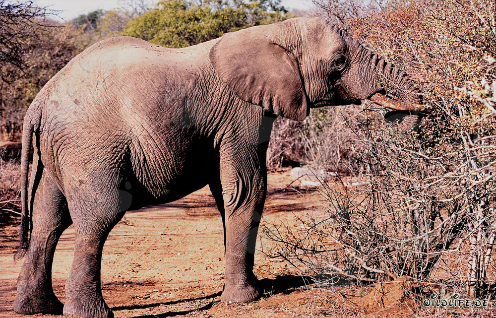 Majestätischer Afrikanischer Elefant an einem dornigen Busch
