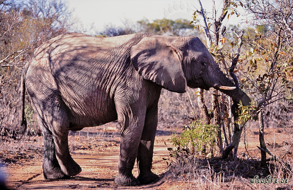 Majestic African Elephant enjoying leaves and branches in the savanna
