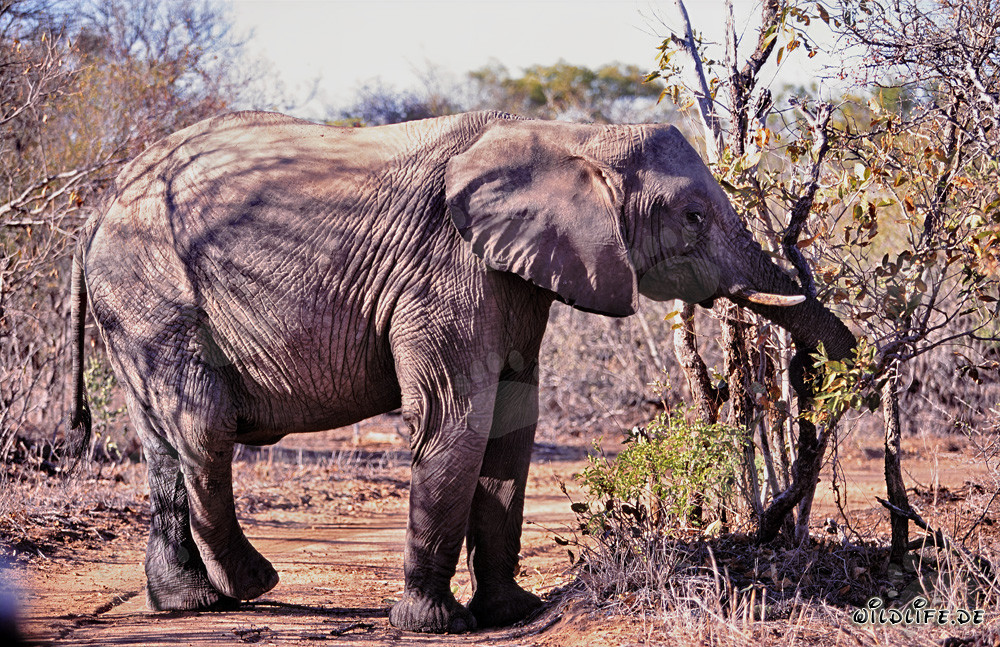 Majestätischer Afrikanischer Elefant beim Genuss von Blättern und Zweigen in der Savanne