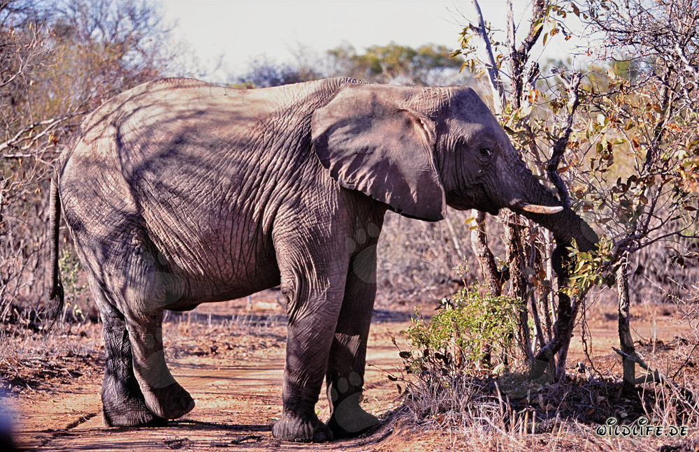 Elefante africano majestuoso disfrutando de hojas y ramas en la sabana