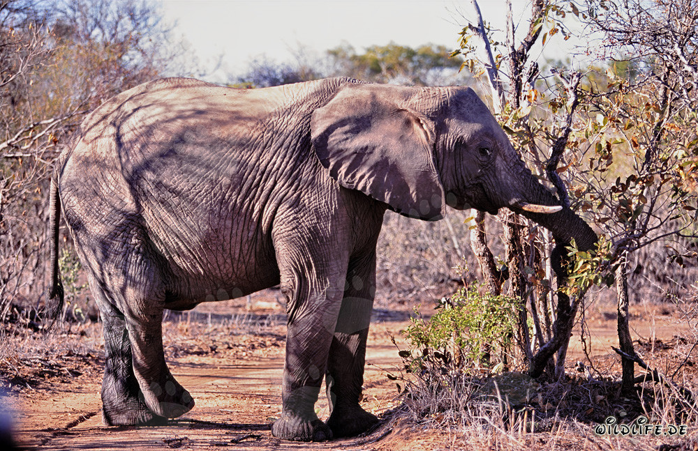 Éléphant africain majestueux se délectant de feuilles et de branches dans la savane