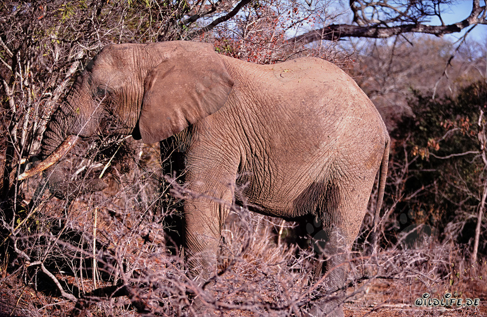 Majestic African Elephant in Kapama Game Reserve searching for food