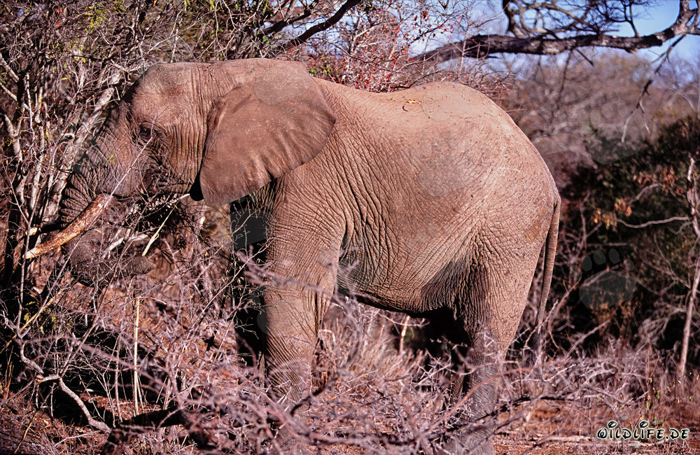 Majestätischer Afrikanischer Elefant im Kapama Game Reserve auf Nahrungssuche