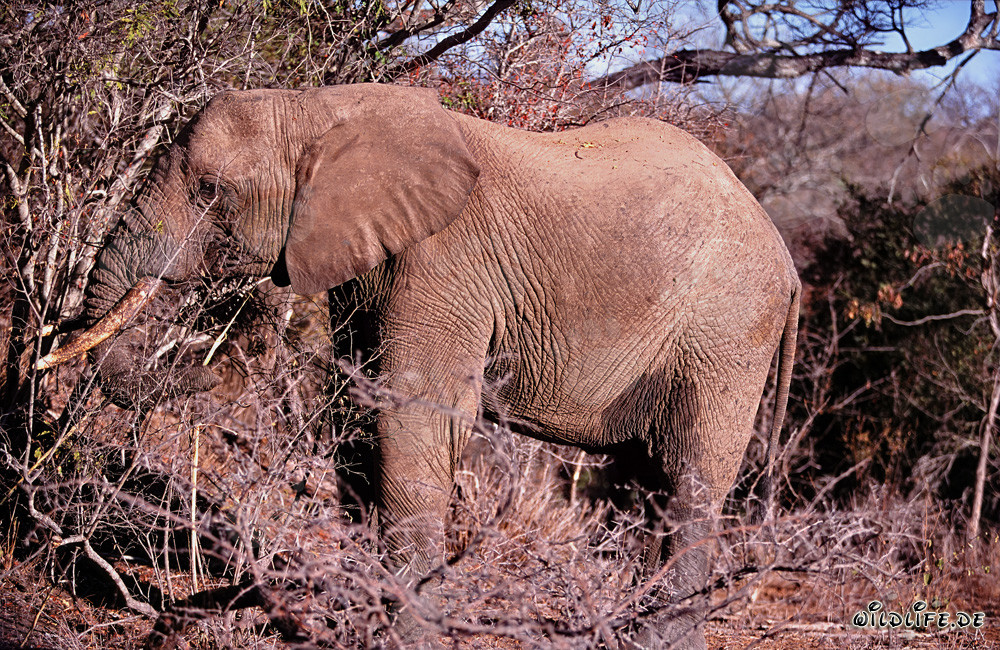 Elefante africano majestuoso en busca de alimento en la reserva de Kapama Game