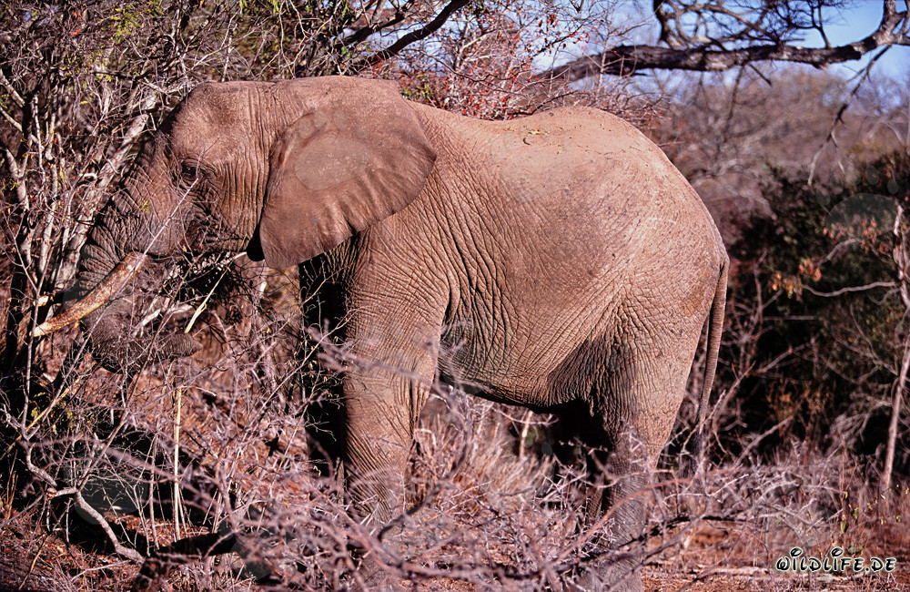 Maestoso elefante africano alla ricerca di cibo nella riserva di Kapama Game