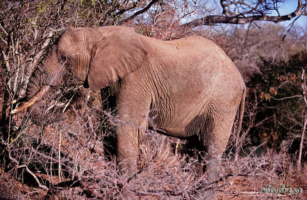 Éléphant africain majestueux à la recherche de nourriture dans la réserve de Kapama Game