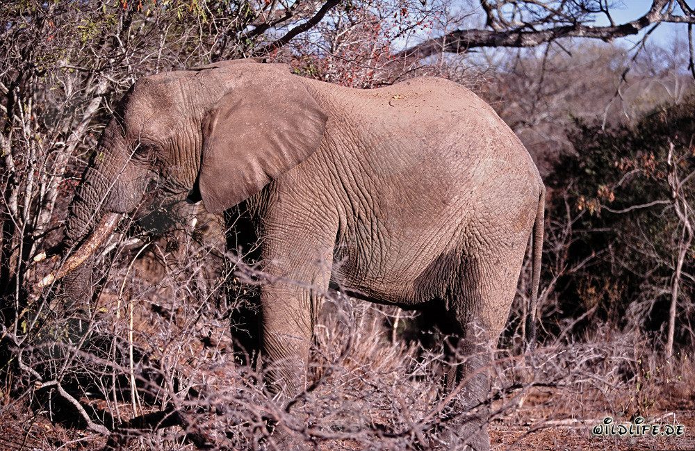 African Elephant eats dry branches in Kapama Game Reserve, South Africa