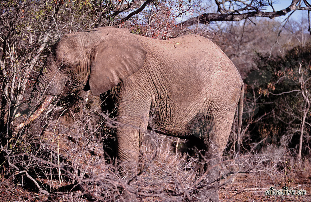 Afrikanischer Elefant frisst trockene Zweige im Kapama Game Reserve, Südafrika