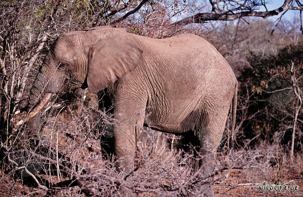 Elefante africano come ramas secas en la reserva de Kapama Game, Sudáfrica