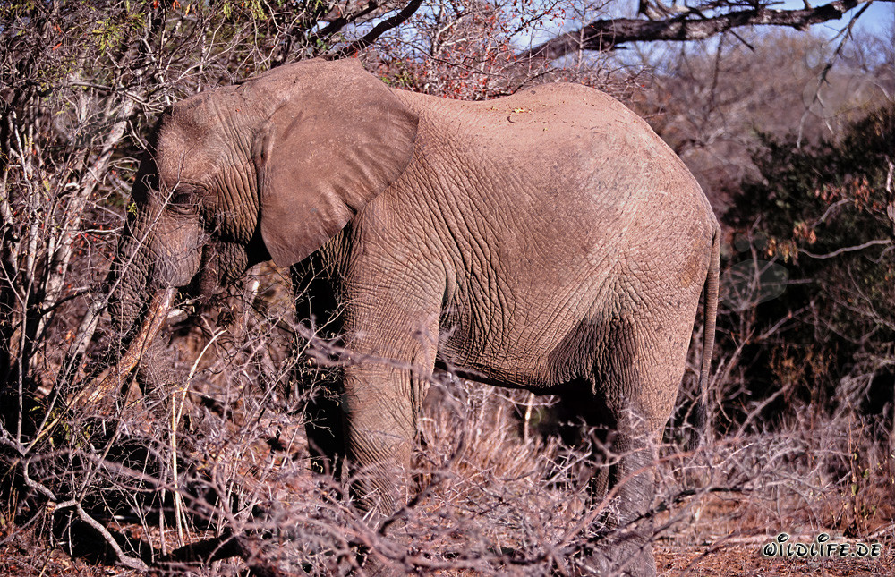 Majestic African Elephant in the dry bush