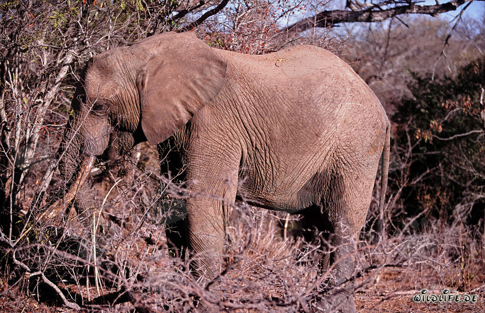Majestätischer Afrikanischer Elefant im trockenen Busch