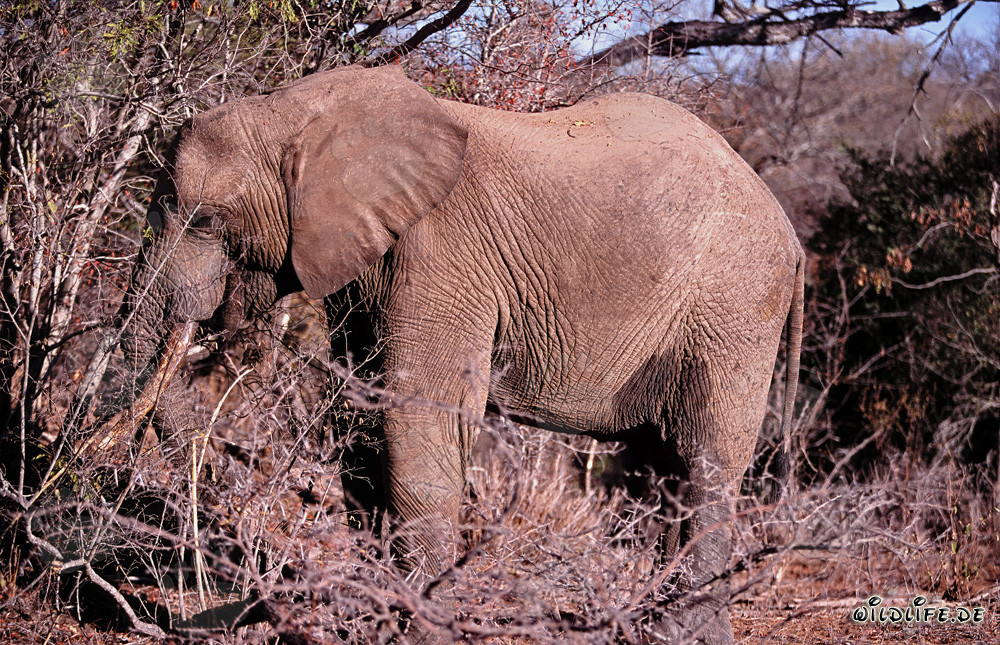 Maestoso elefante africano nella boscaglia secca