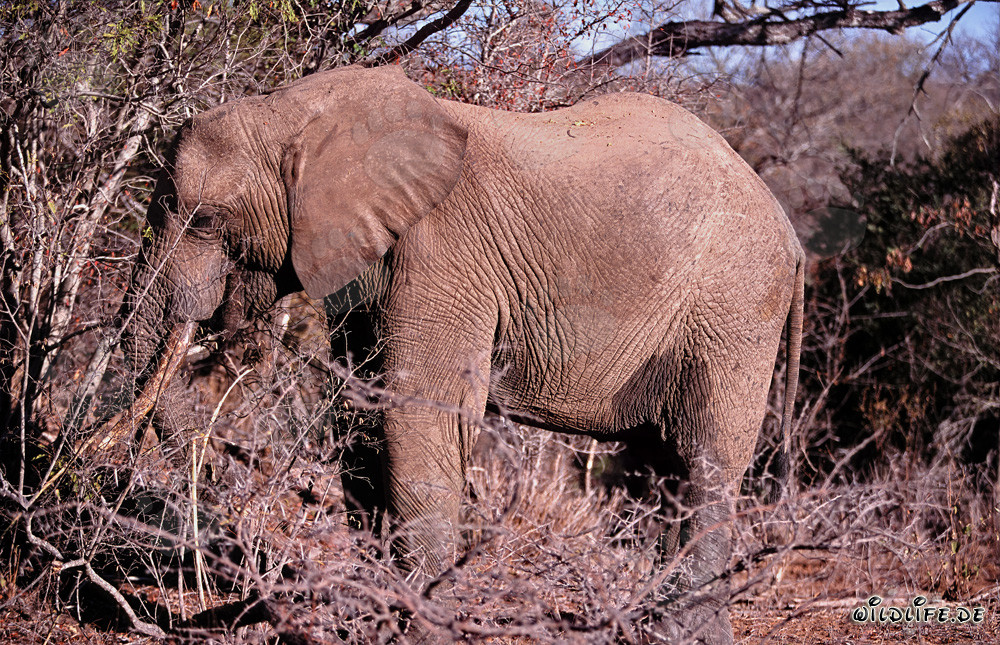 Éléphant africain majestueux dans la brousse sèche
