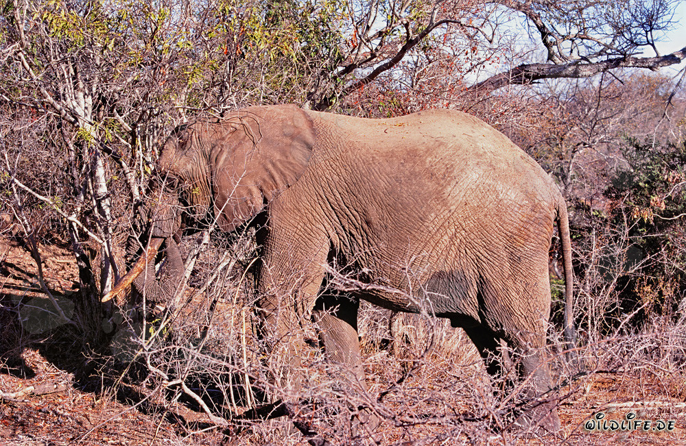 Elefante africano en busca laboriosa de alimentos