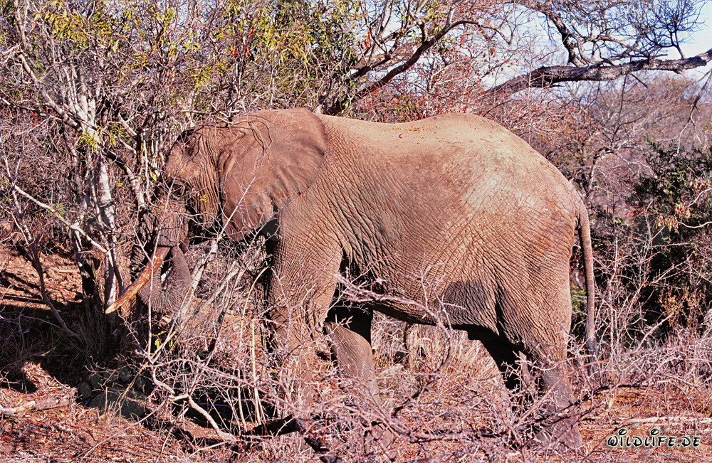 Éléphant d'Afrique en quête laborieuse de nourriture