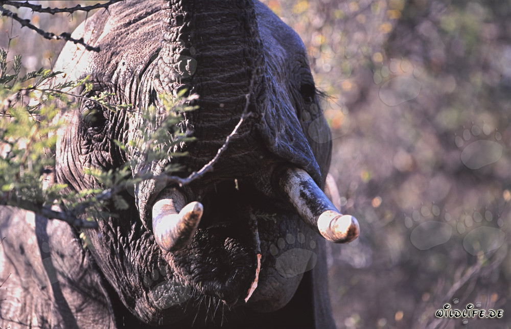 Majestätischer Afrikanischer Elefant im Addo Elephant Nationalpark, Südafrika