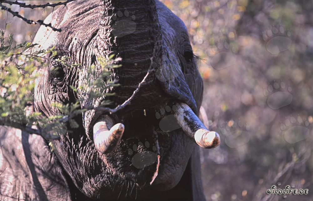 Elefante africano maestoso nel Parco Nazionale degli Elefanti di Addo, Sudafrica