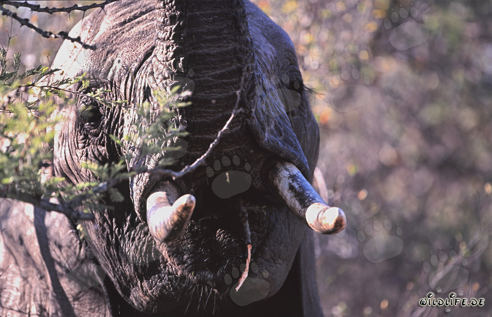 Éléphant d'Afrique majestueux dans le parc national des éléphants d'Addo, Afrique du Sud