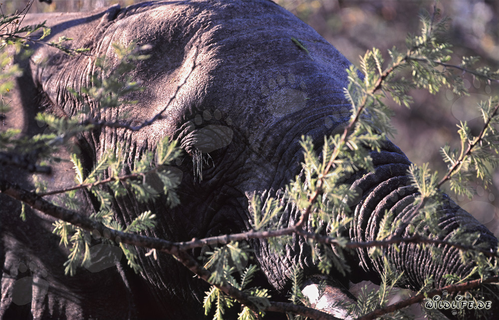 Majestic African Elephant in the Savannah